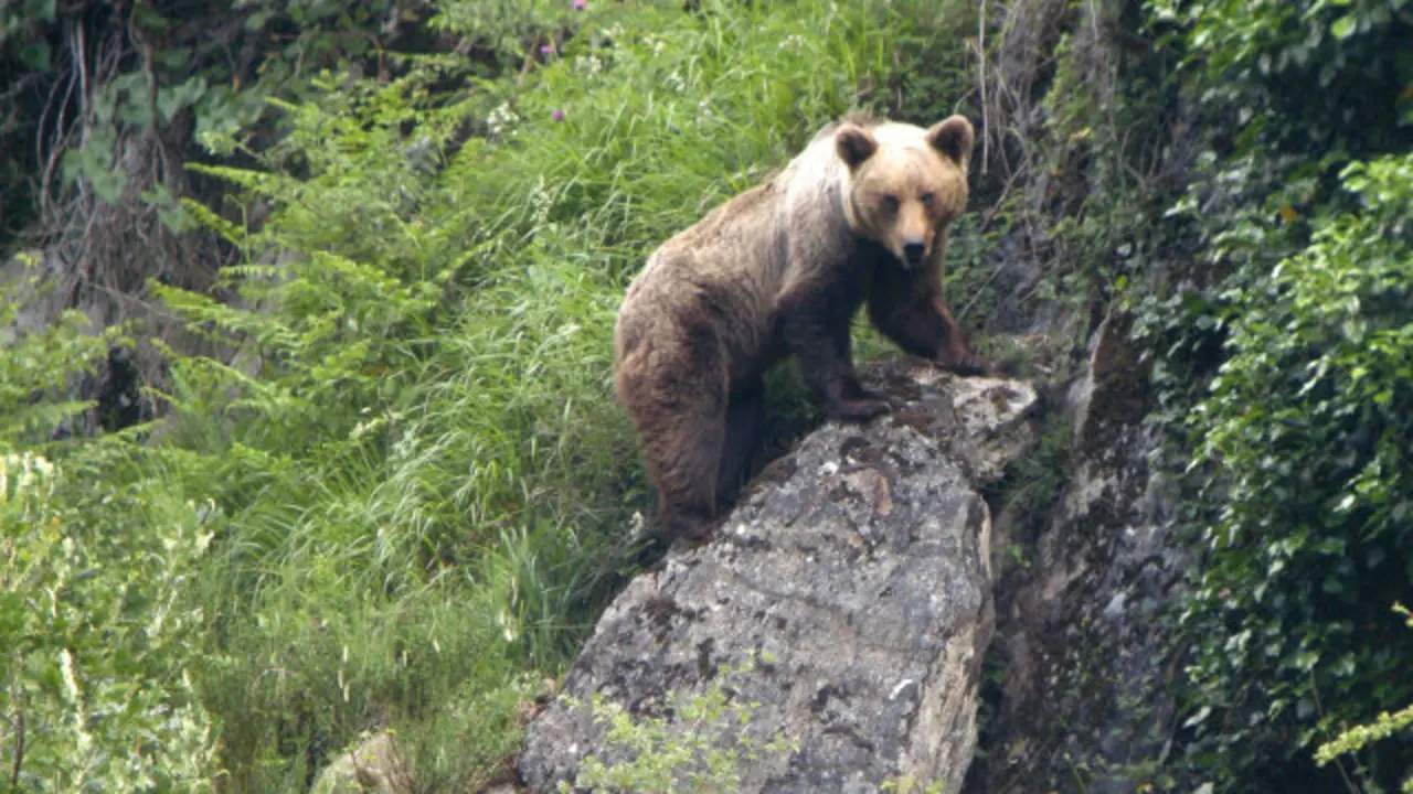 Un exemplar de oso pardo. EP