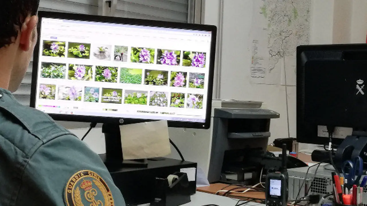 Especies exóticas invasoras que estaban á venda en internet. GARDA CIVIL