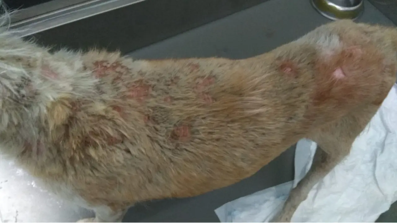 Un perro que sufrió maltrato en Boiro.DP