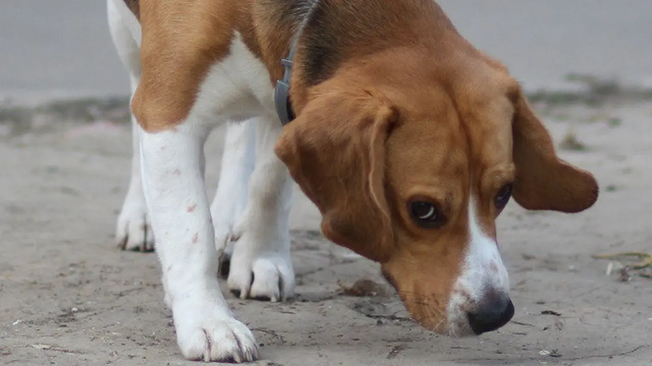 Imaxe de arquivo dun can. PIXABAY