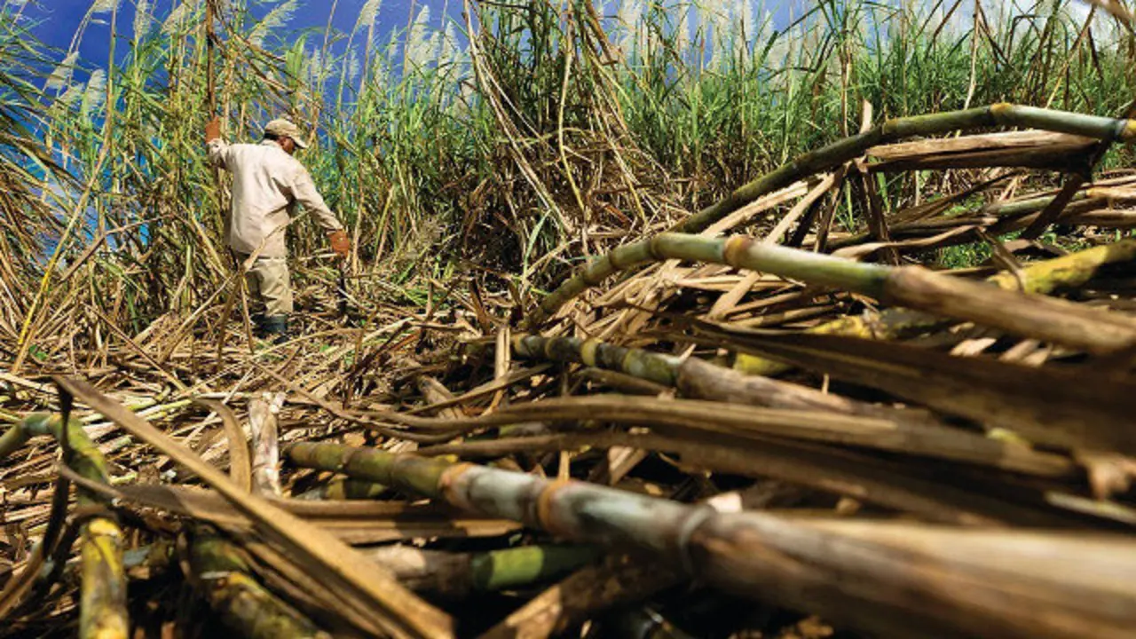 O colectivo que sufriu a extirpación de útero traballa cortando cana de azucre na India. PIXABAY