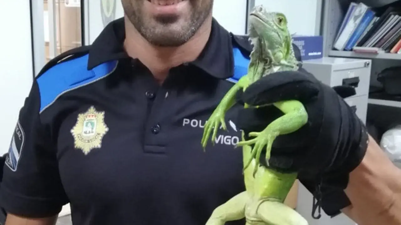 A iguana rescatada en Vigo. POLIC&Iacute;A LOCAL DE VIGO