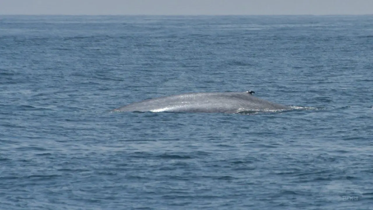 Imagen de la ballena avistada. BDRI