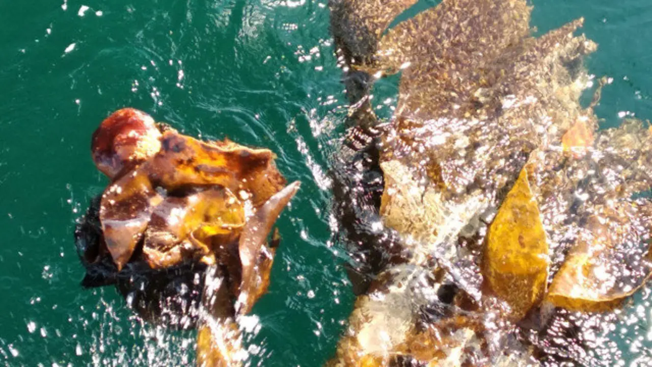 El alga que confundieron con un cadáver. GUARDIA CIVIL