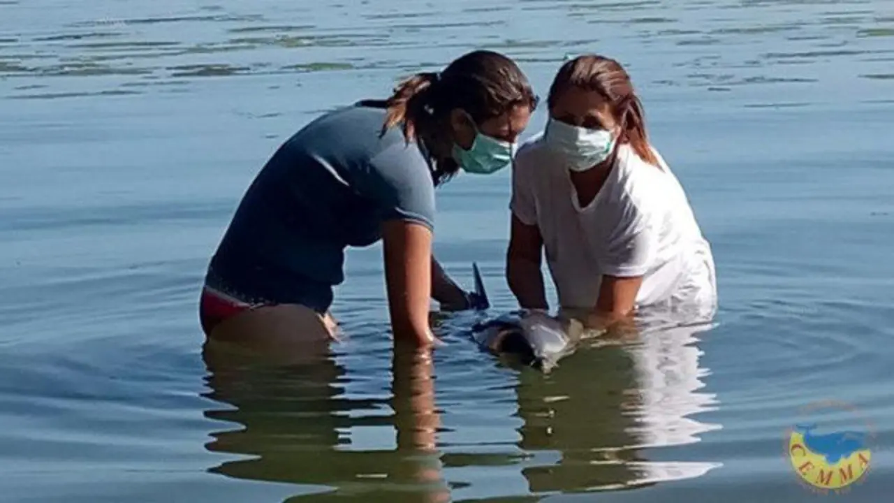 Uno de los rescates de este fin de semana. CEMMA