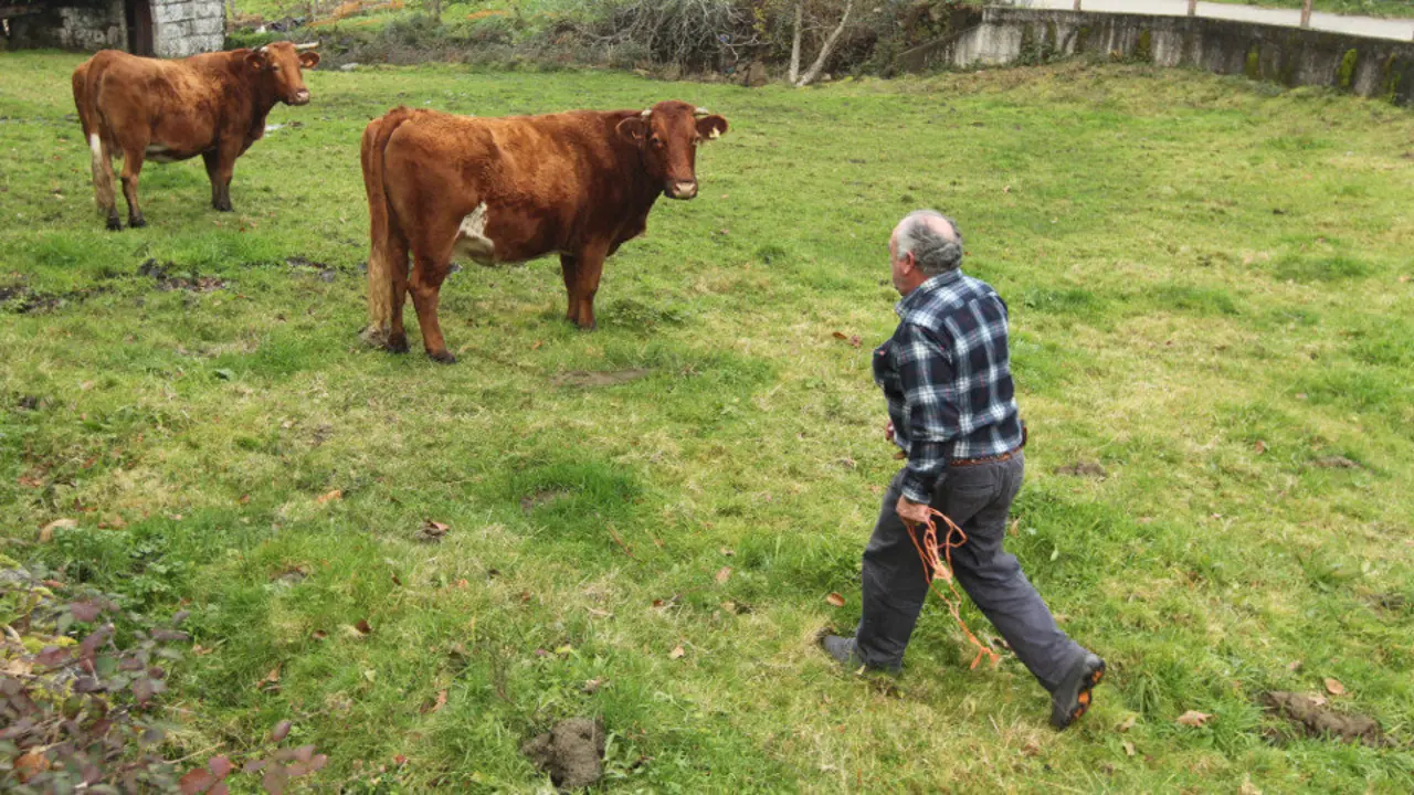 Trabajador mayor en una finca. DP