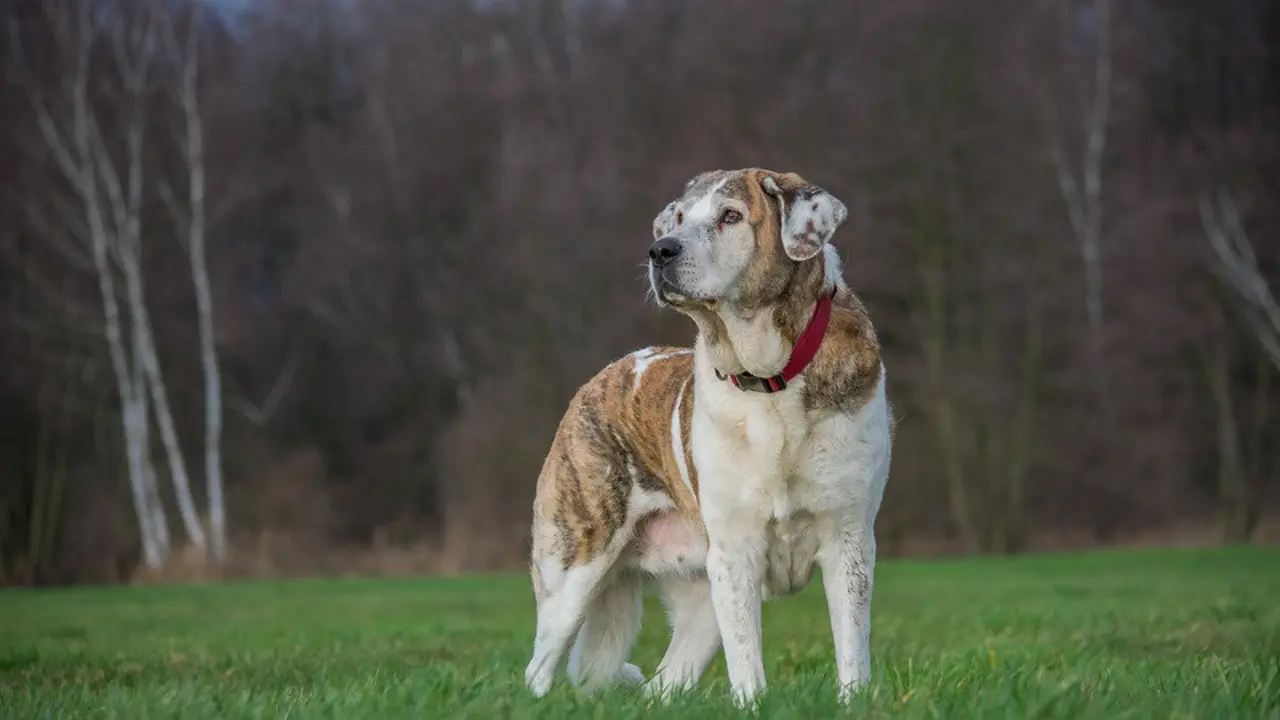 Imagen de un mastín. EP