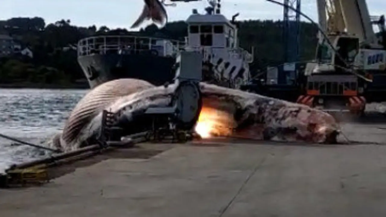 Momento en el que la ballena impacta contra el suelo tras desprenderse de la grúa