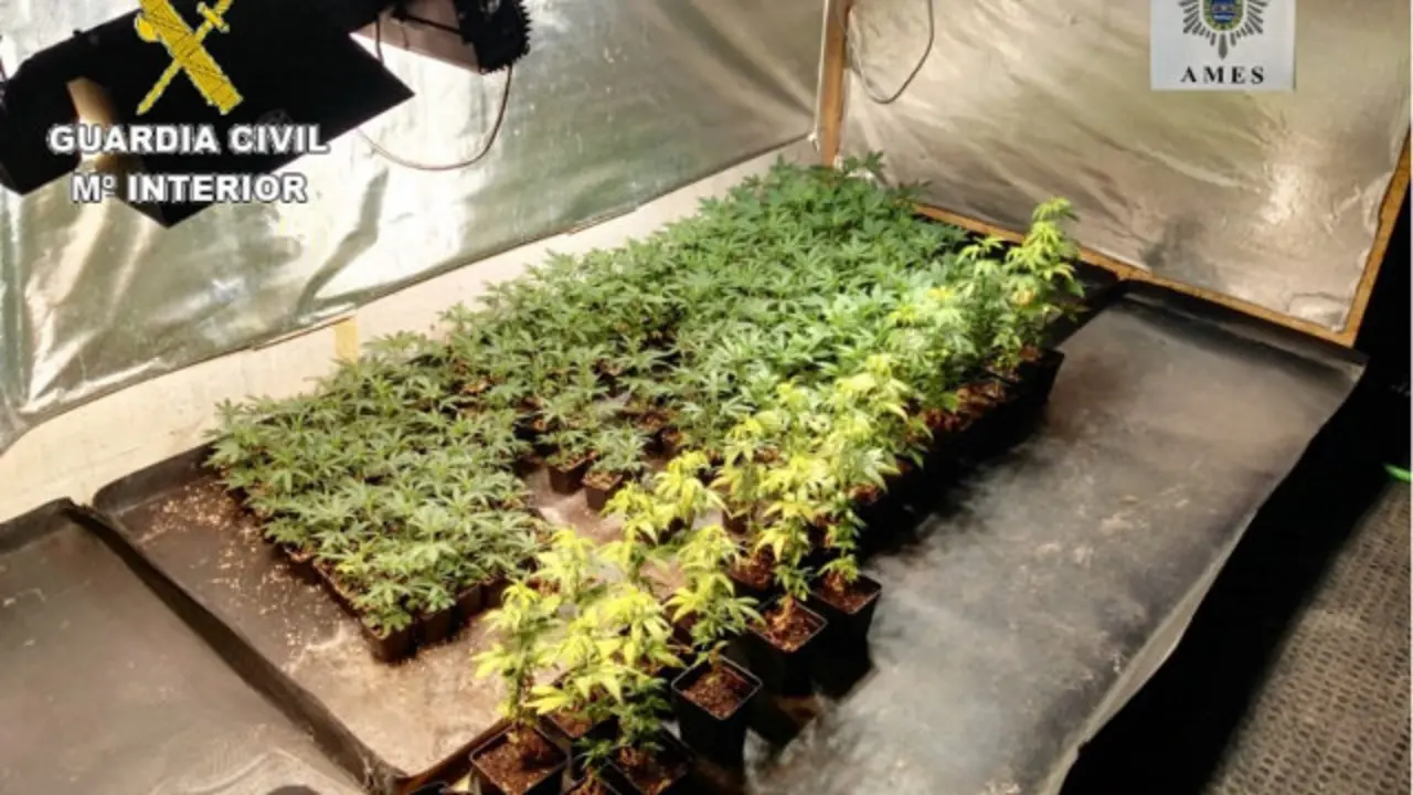 Plantación en Ames. GUARDIA CIVIL