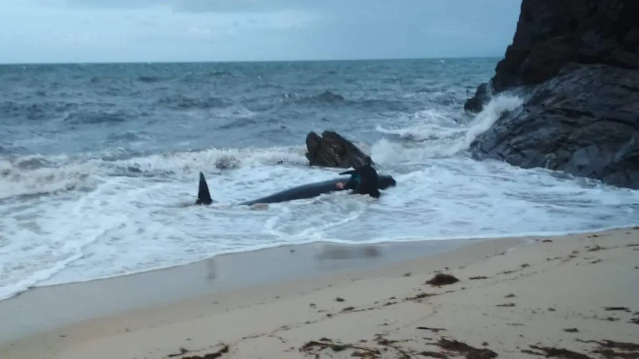 Momento en el que la ballena fue devuelta al mar. PROTECCIÓN CIVIL FOZ