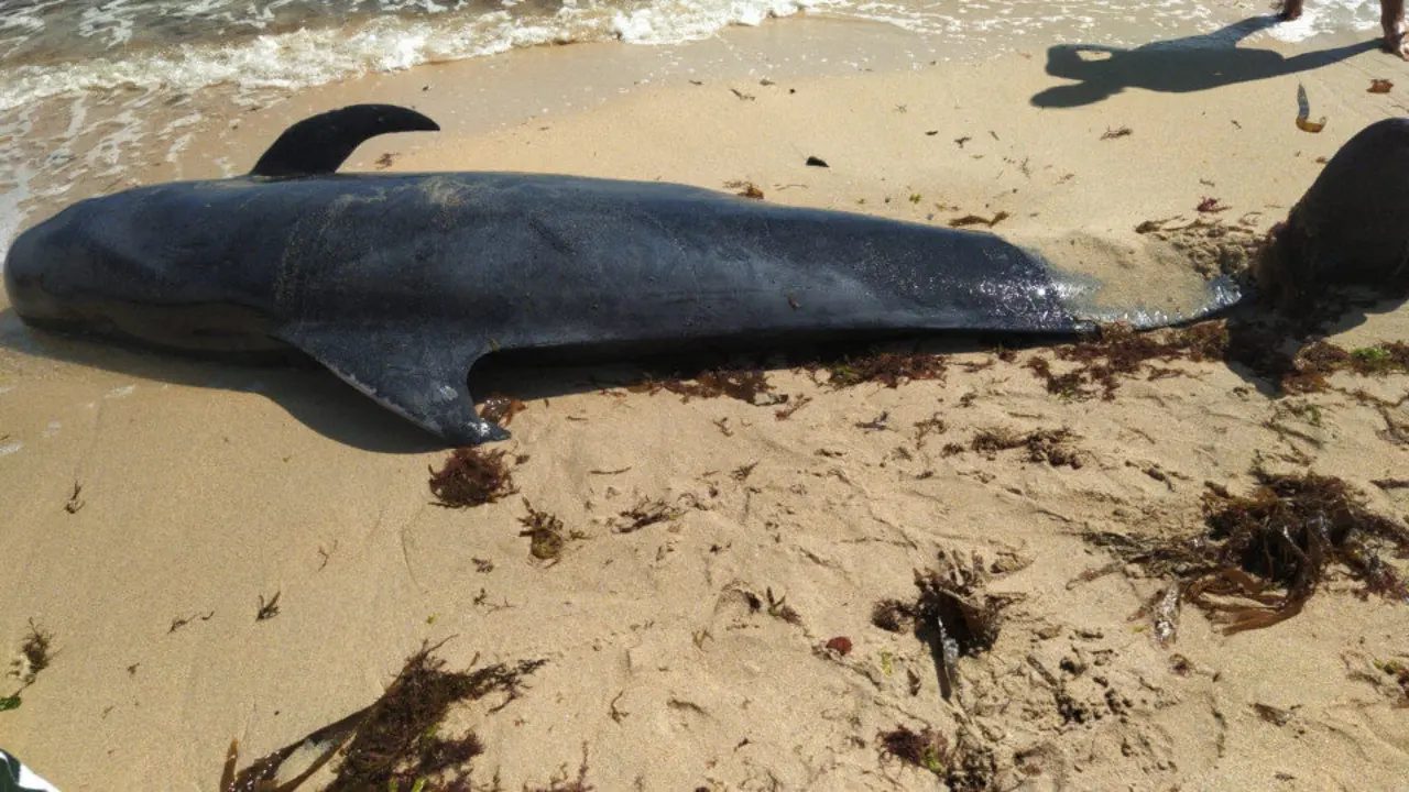 Ballena que apareció muerta en la playa. PROTECCIÓN CIVIL FOZ