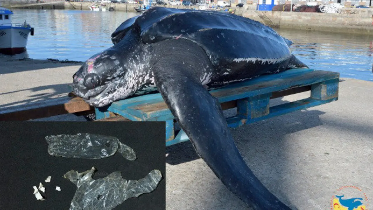 Tortuga fallecida y los plásticos que se encontraban en su interior. CEMMA