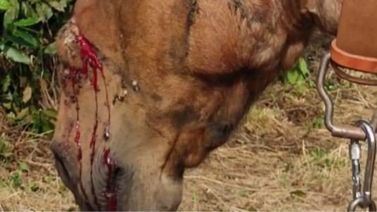 Algunhas das feridas que presenta o animal. GARDA CIVIL