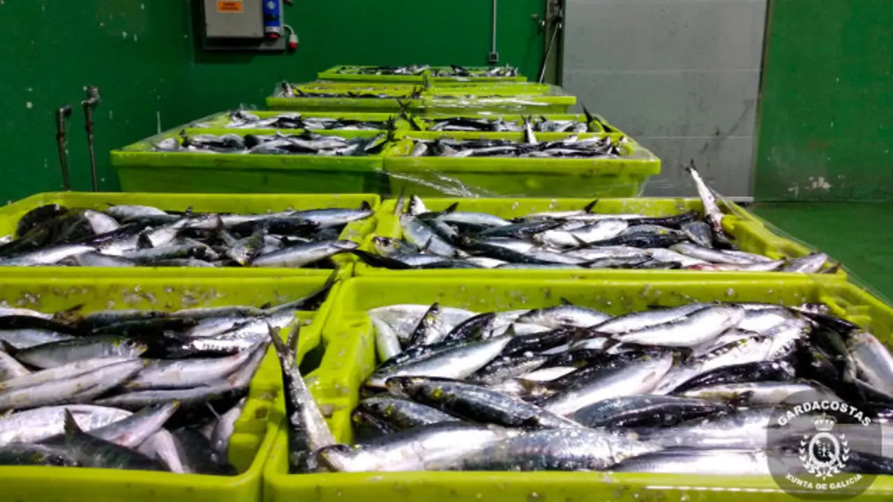Sardiña requisada en Porto do Son. GARDACOSTAS