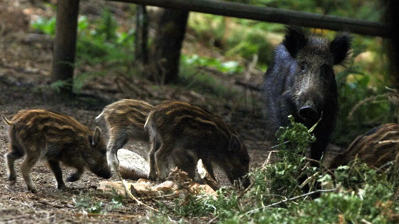 Unha familia de xabarís. AEP