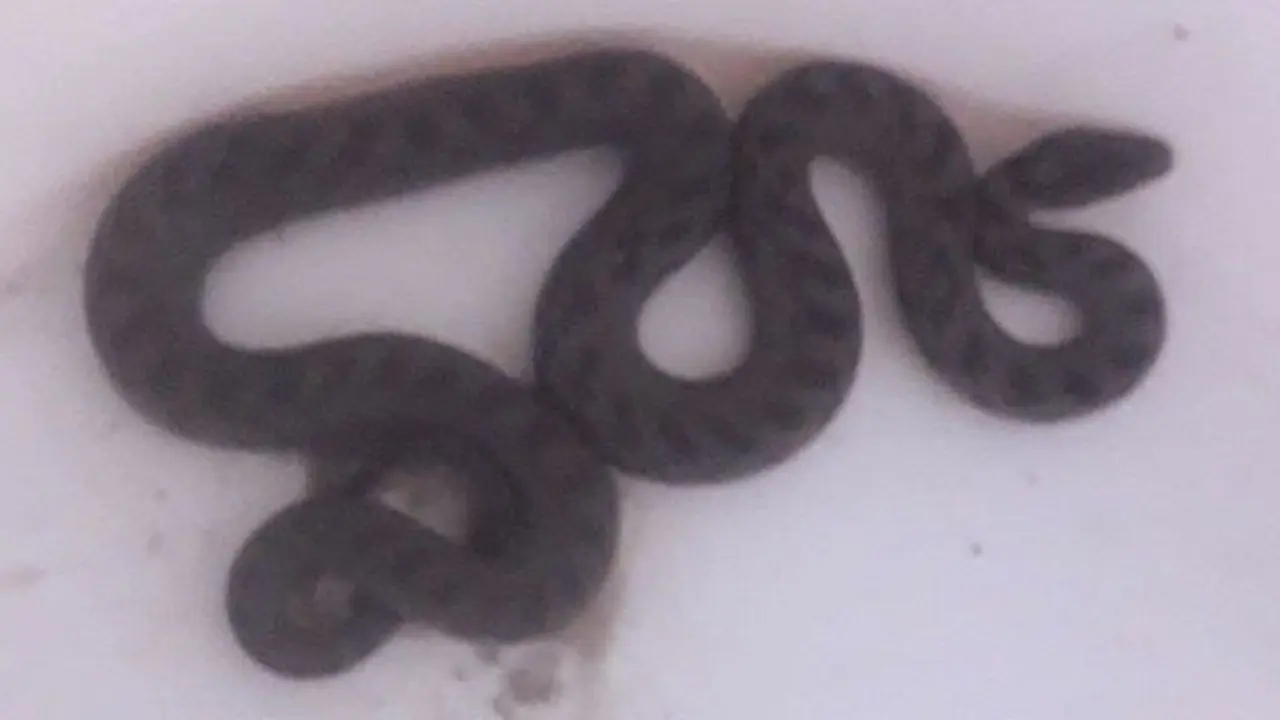 A serpe atopada en Tomiño. DP