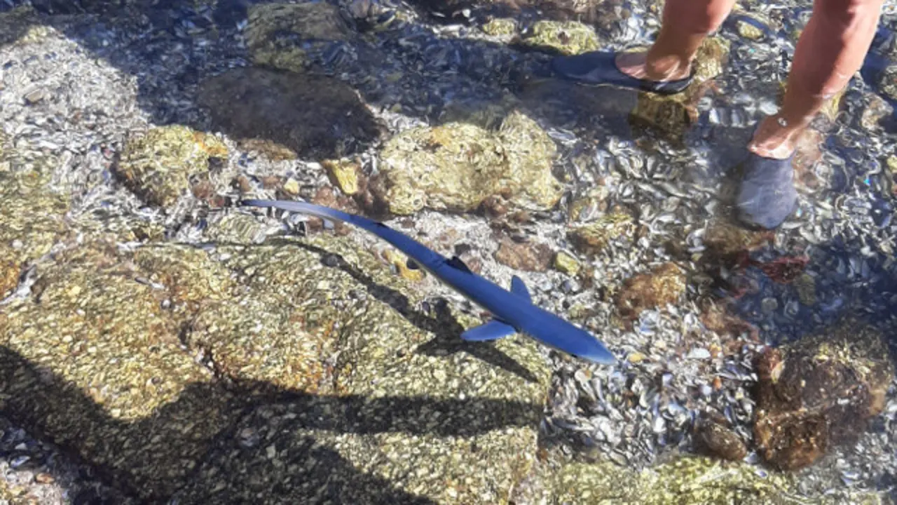 A cría de quenlla atopada na praia de Portomaior de Bueu. IRIA BOUZÓN