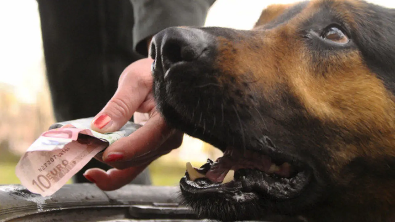 Un perro de rastreo. ARCHIVO