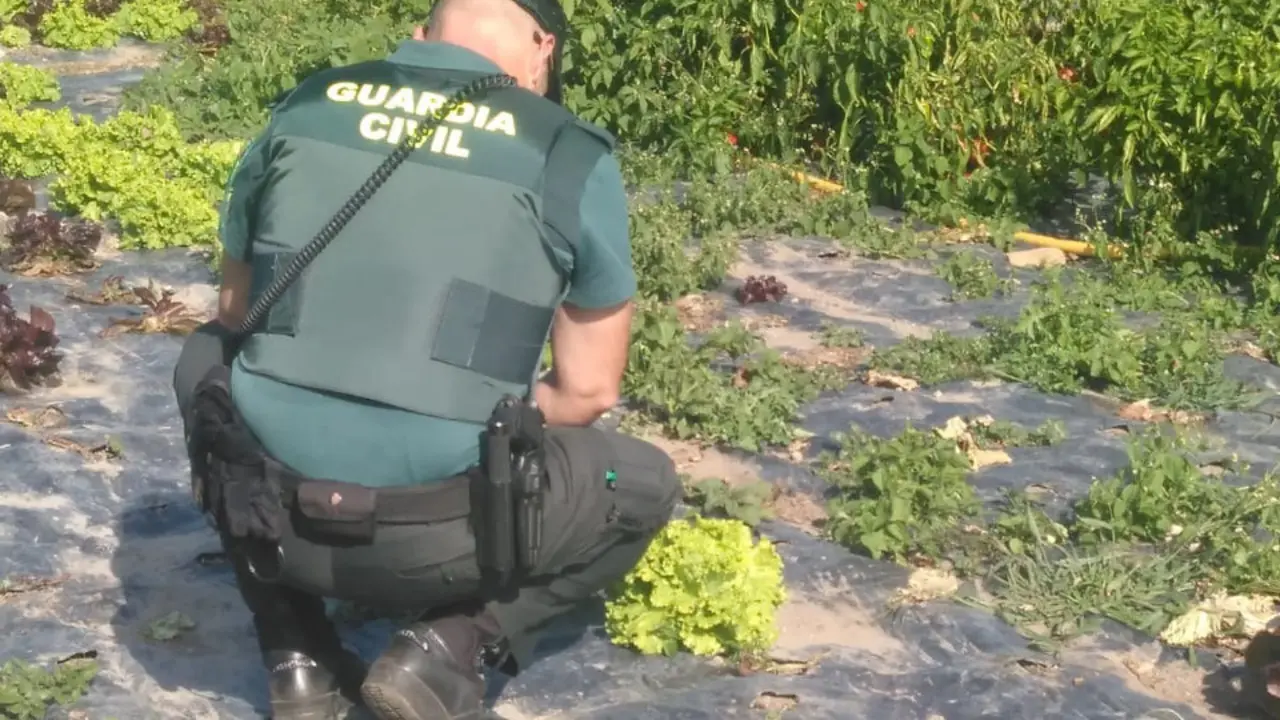 Un agente, en el huerto donde se produjeron los robos. GUARDIA CIVIL