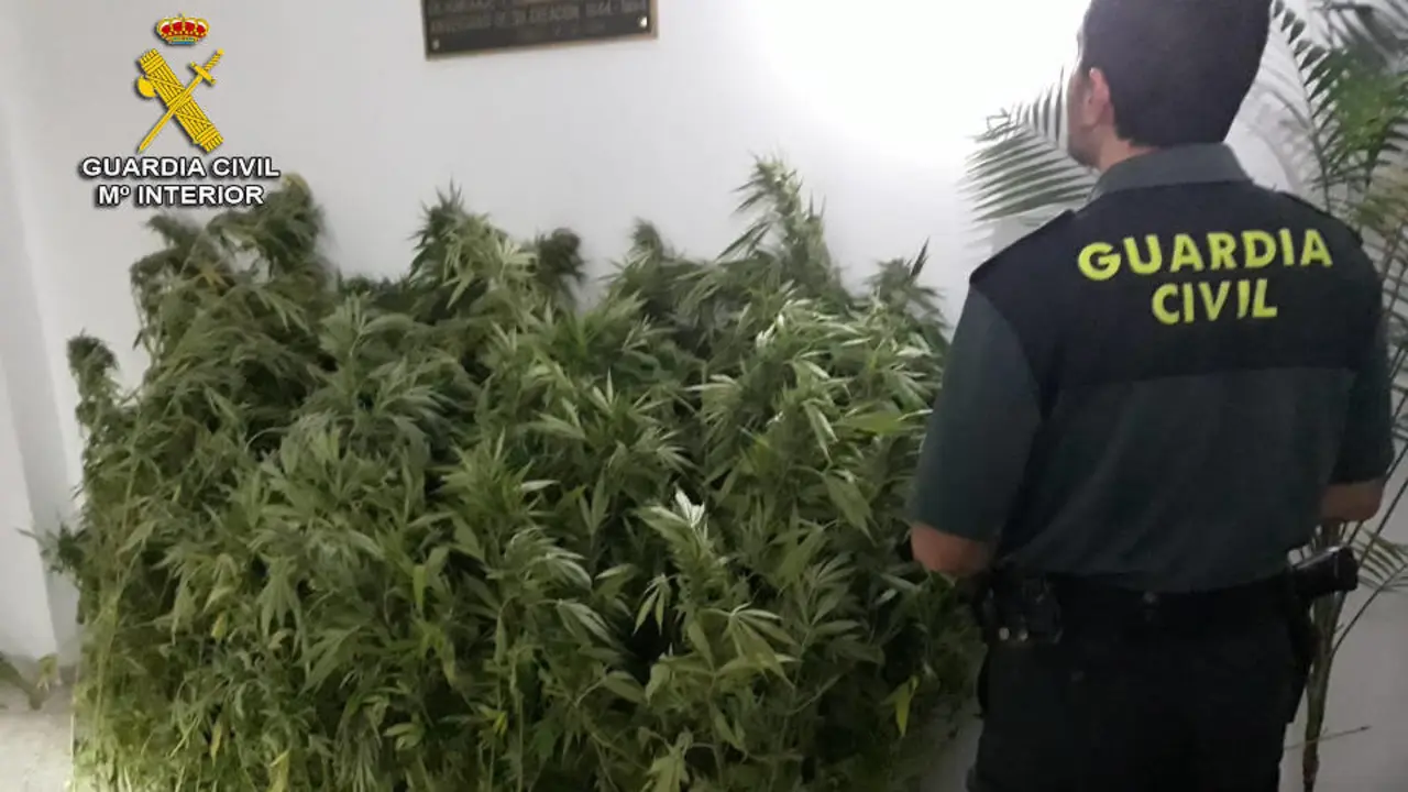 Marihuana incautada en Covelo. DP