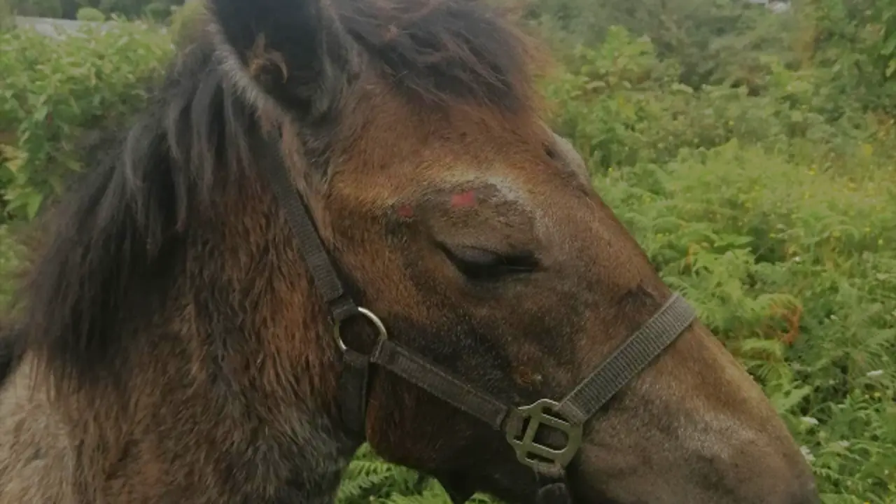 O poldro ferido. LIBERA