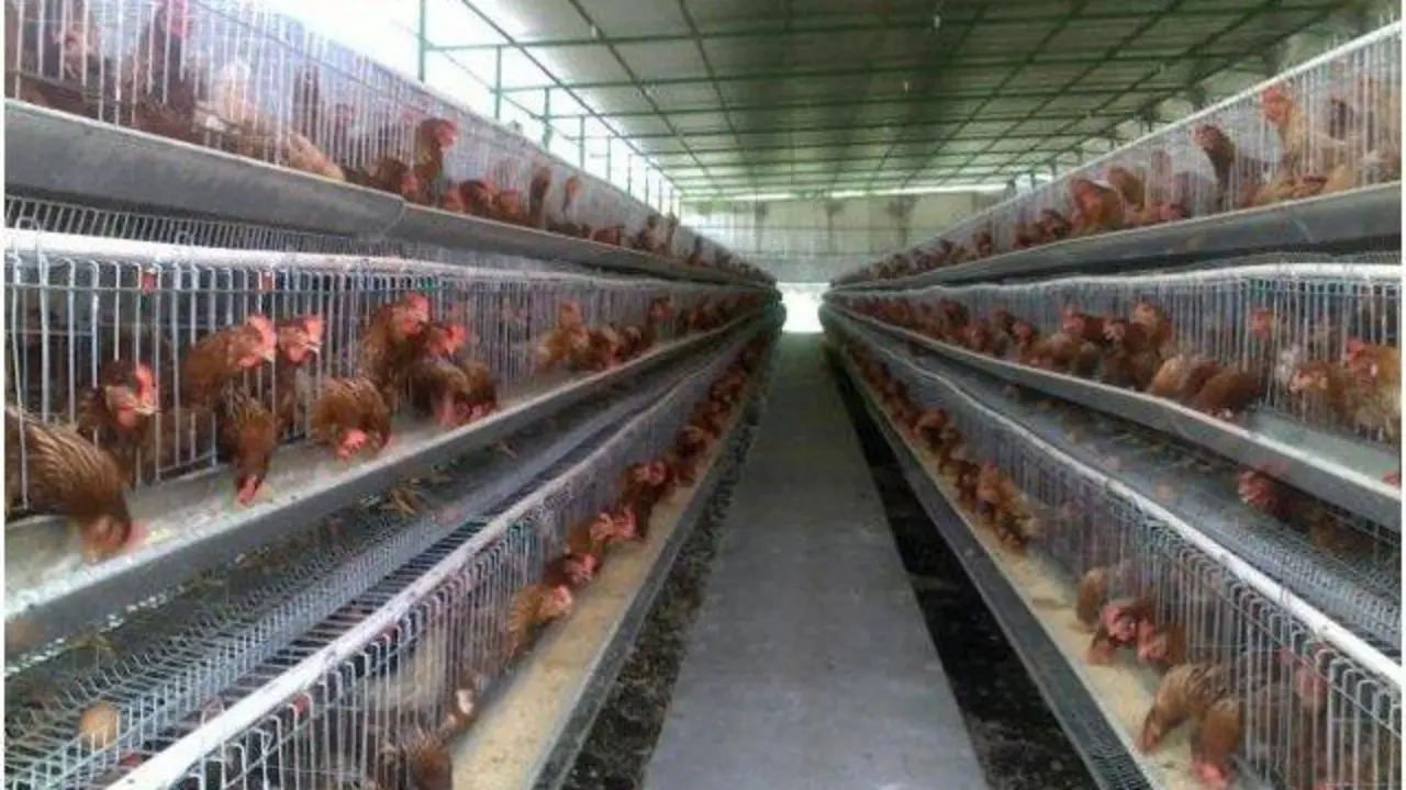 Unha granxa avícola. EP