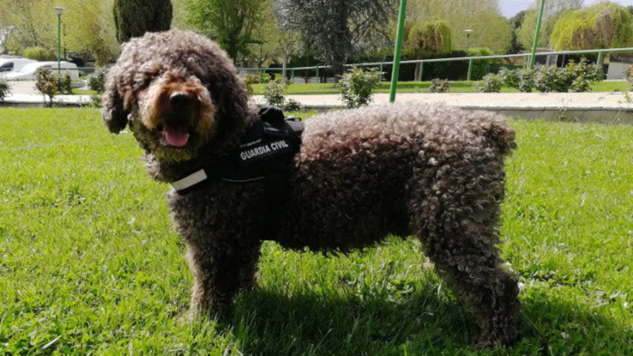 O can Marley. GARDA CIVIL