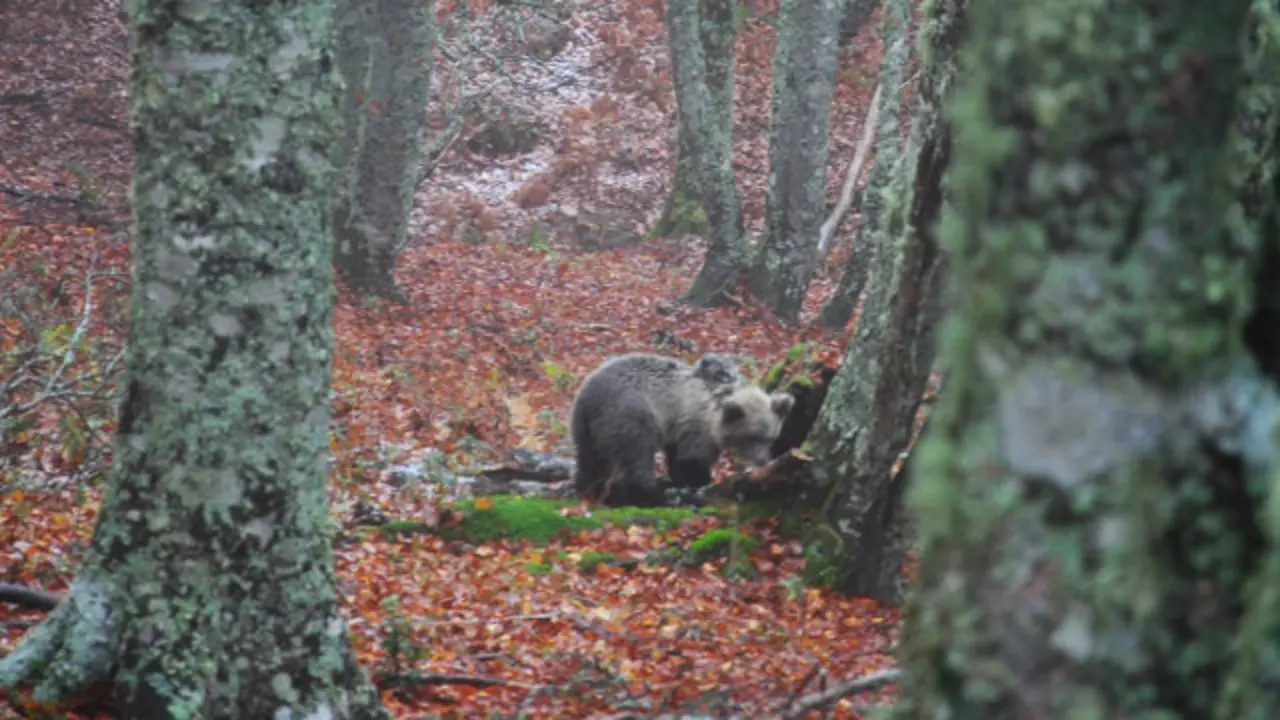 La osezna Saba. JUNTA DE CASTILLA Y LEÓN