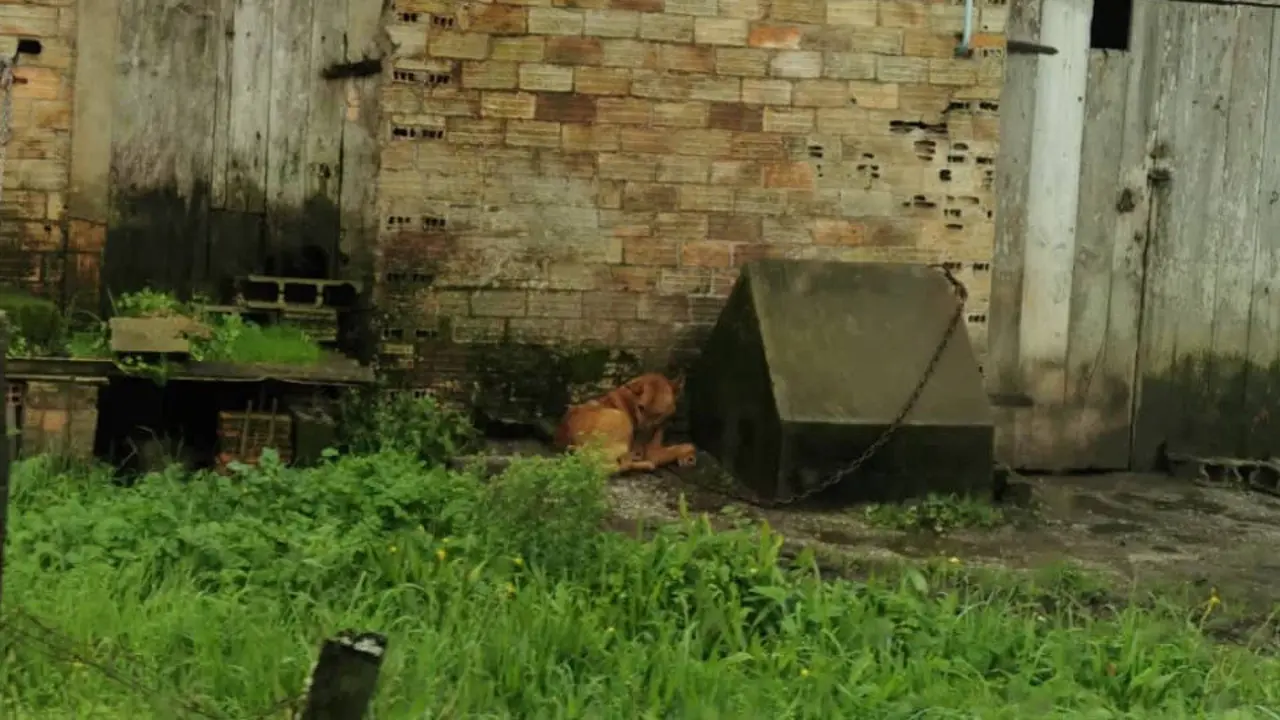El perro, encadenado en su caseta. LIBERA