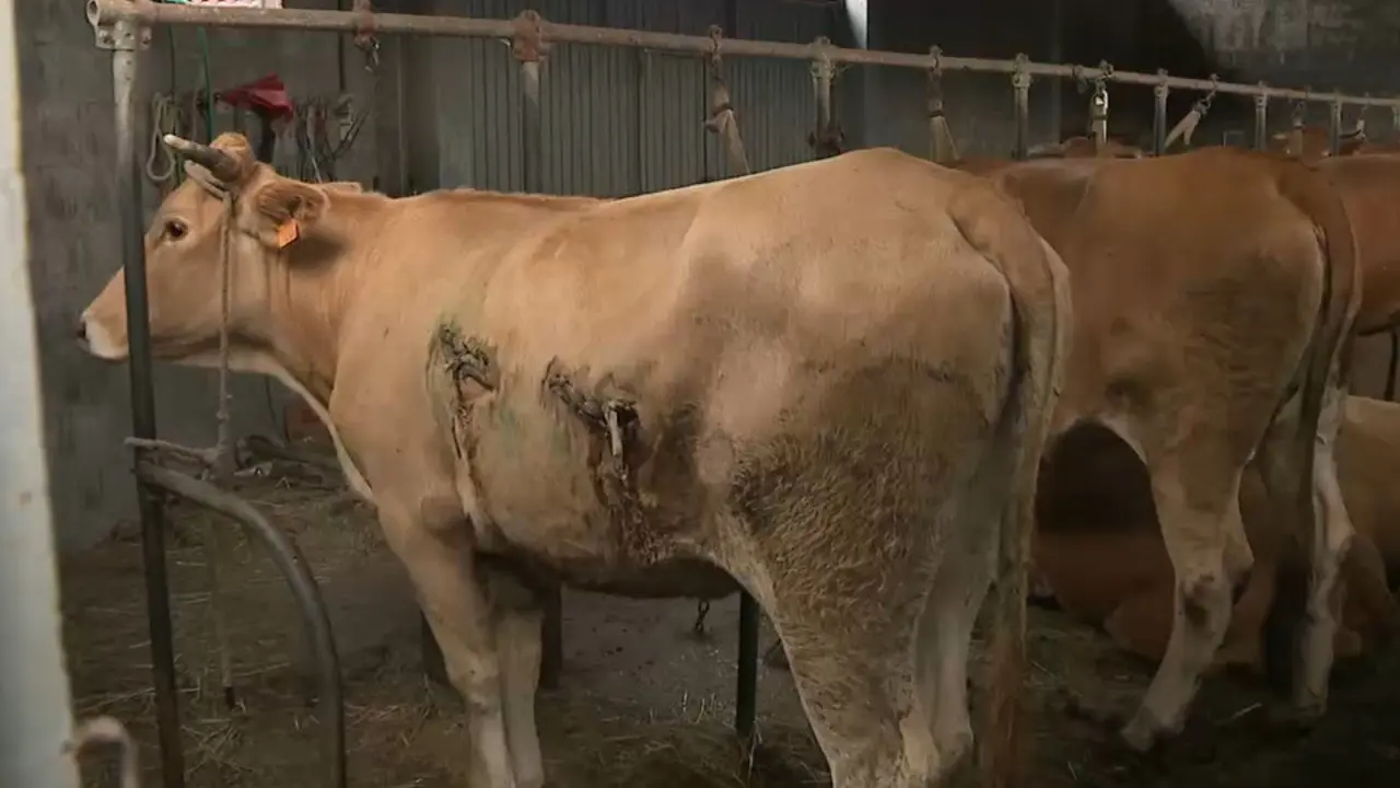 Varias vacas. ARCHIVO