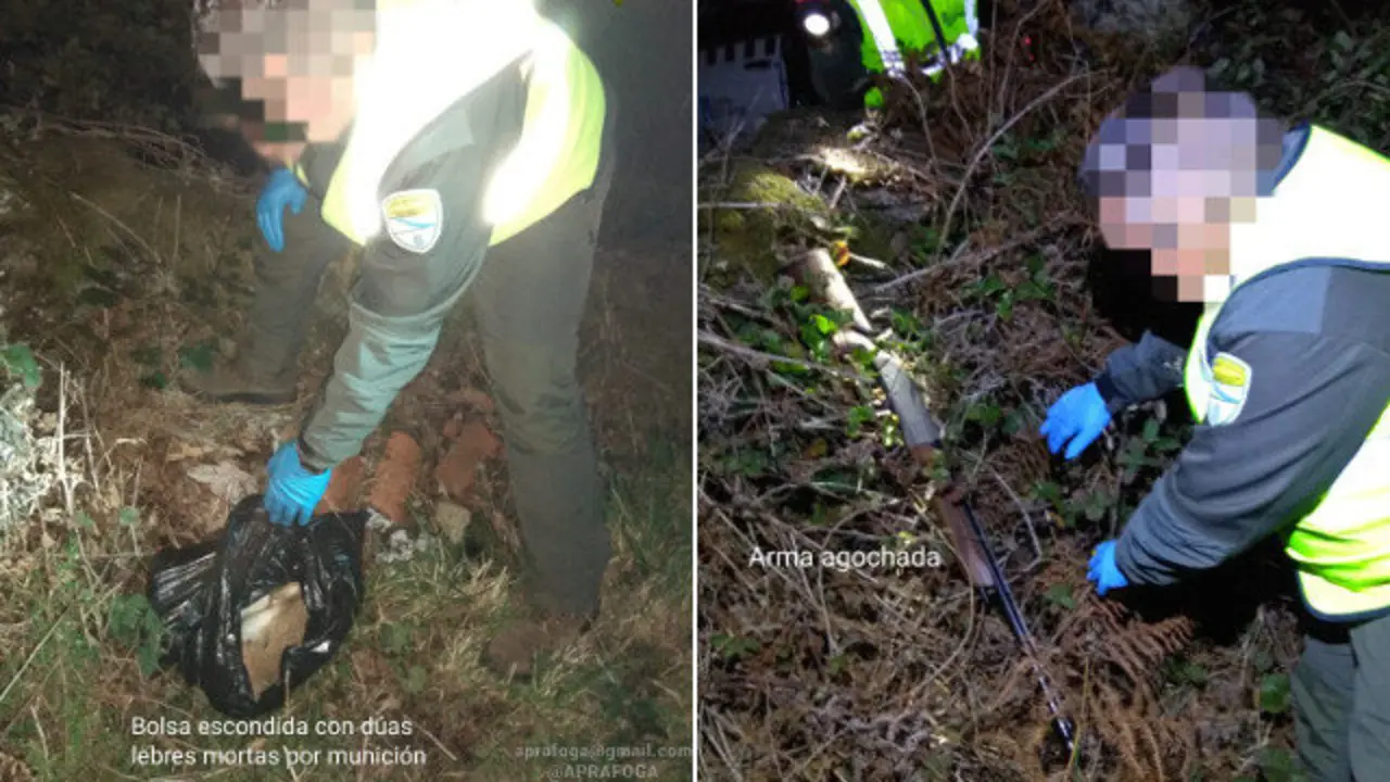 Arma e lebres capturadas que os furtivos ocultaron no monte. APRAFOGA