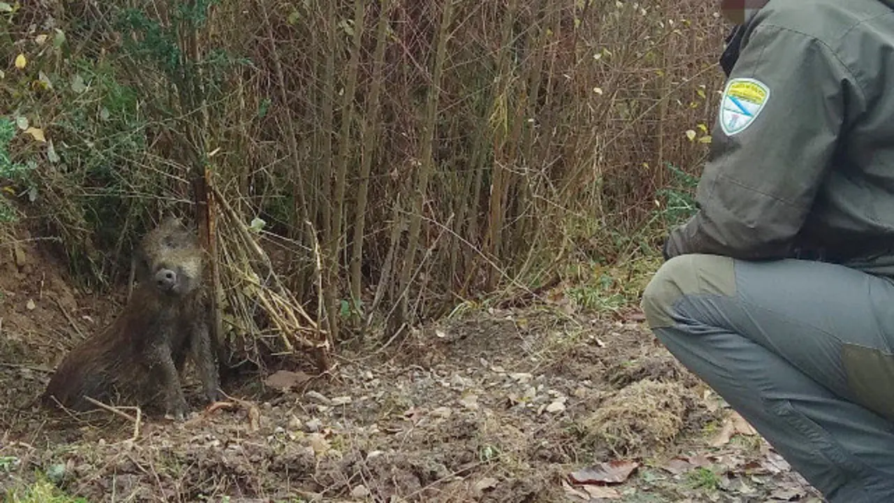 Xabaril atrapado nun lazo nun monte na Estrada. APRAFOGA
