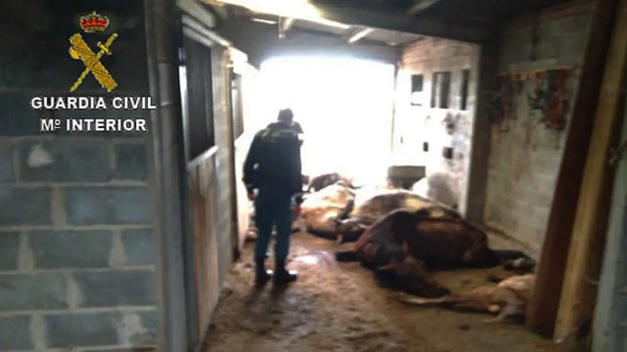 El establo con los animales muertos en Melide. GUARDIA CIVIL