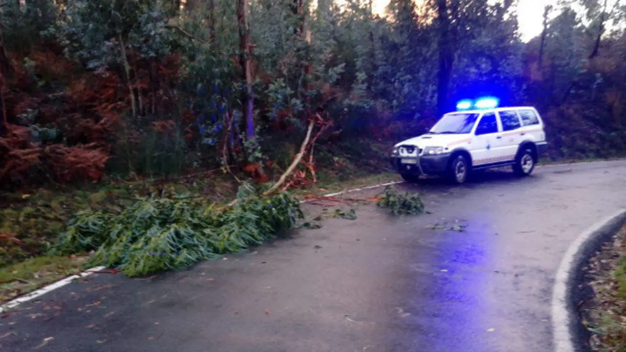 Árbol caído sobre un vial de Soutomaior. CEDIDA