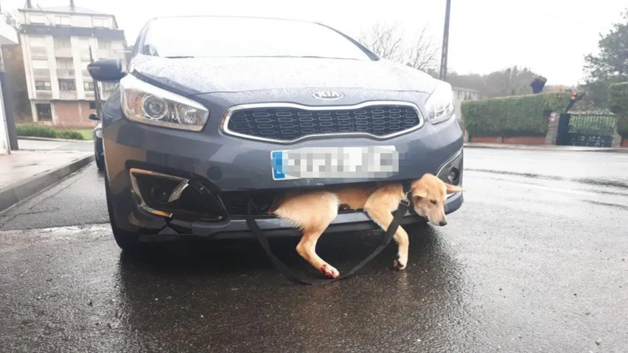 O animal foi trasladado a un centro veterinario cunha pata rota. CEDIDA