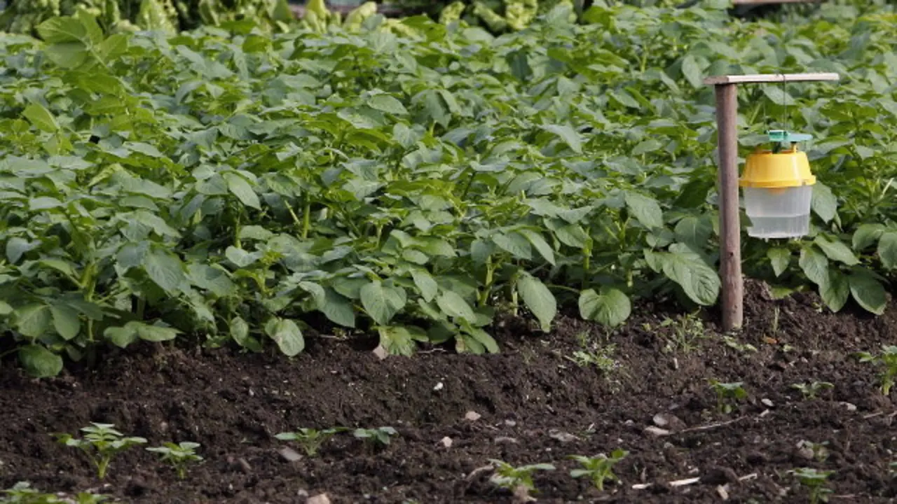 Una plantación con trampas para la polilla guatemalteca. ARCHIVO