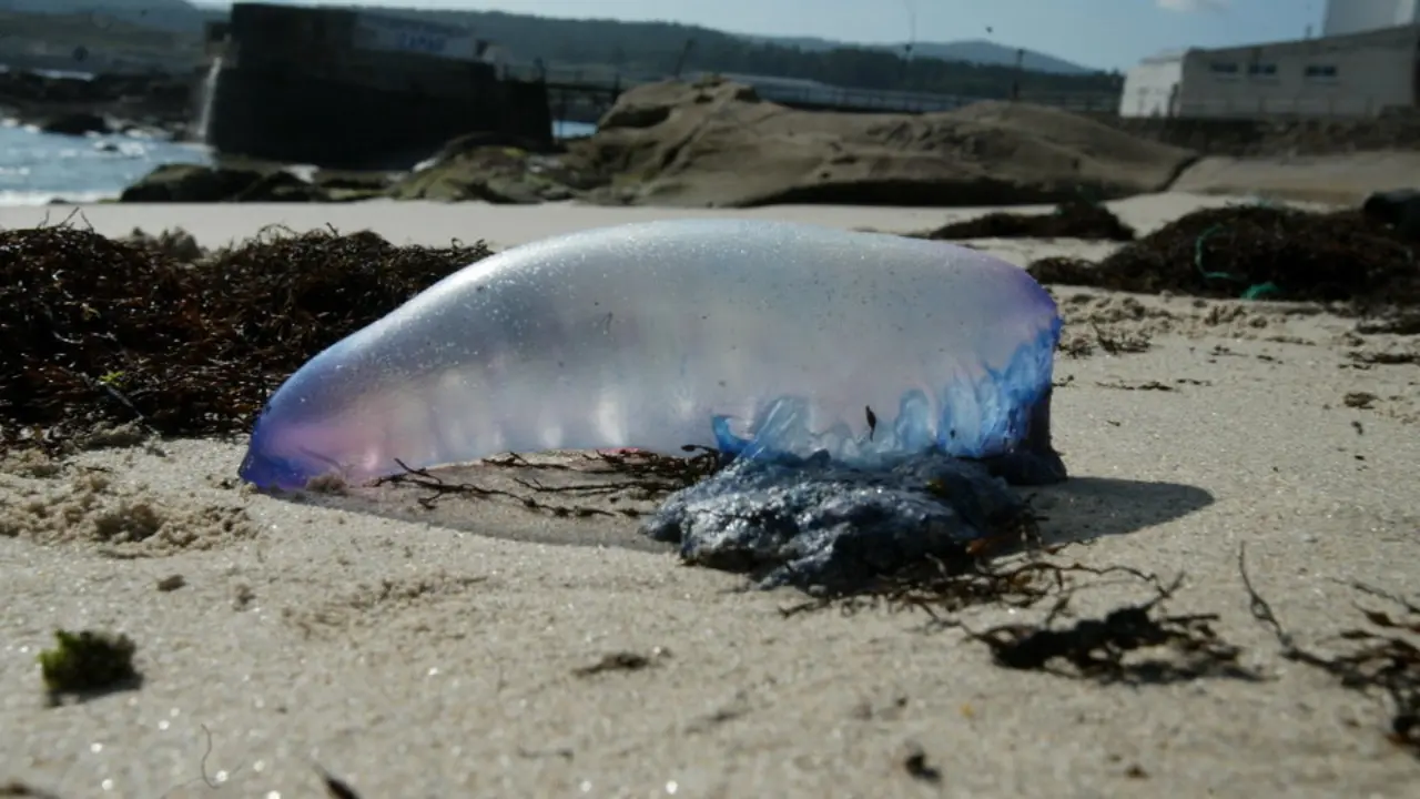 Ejemplar de carabela portuguesa en una playa gallega. ANTONIO LÓPEZ (AEP)