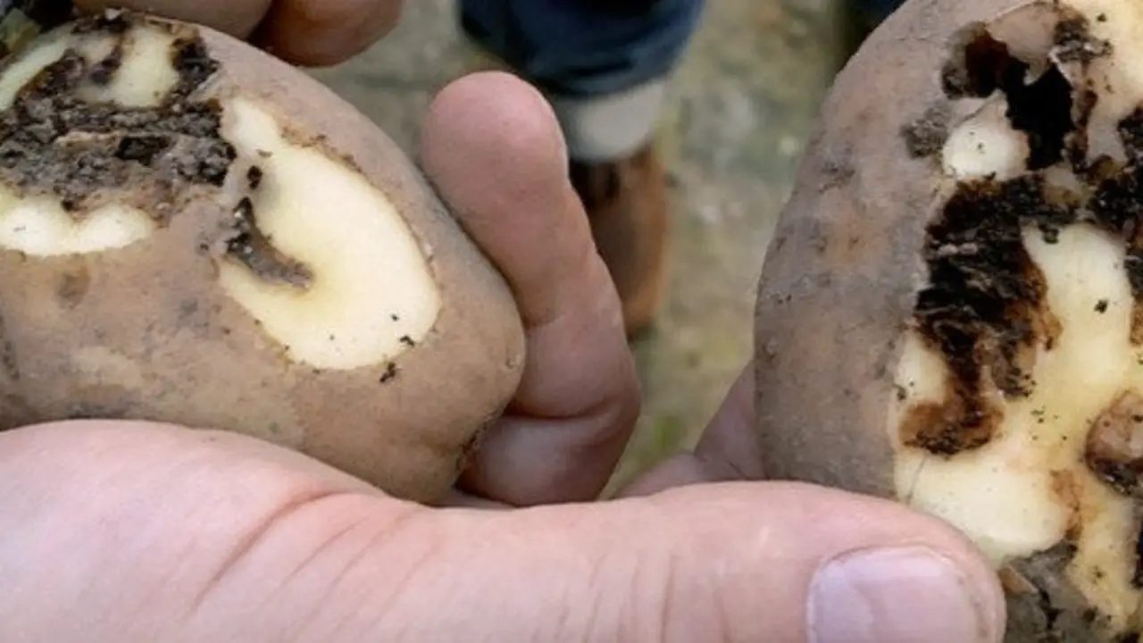 Patacas afectadas pola praga. LIDIA SENRA/EUROPA PRESS