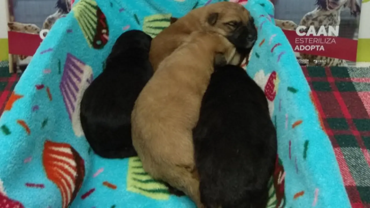 Los cuatro cachorros rescatados en un contenedor de Vilanova. DP