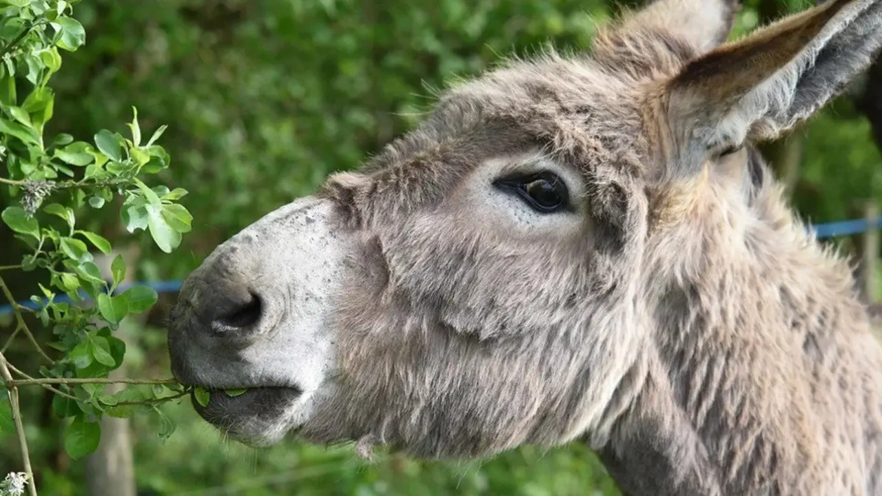 Imaxe dun burro. PIXABAY