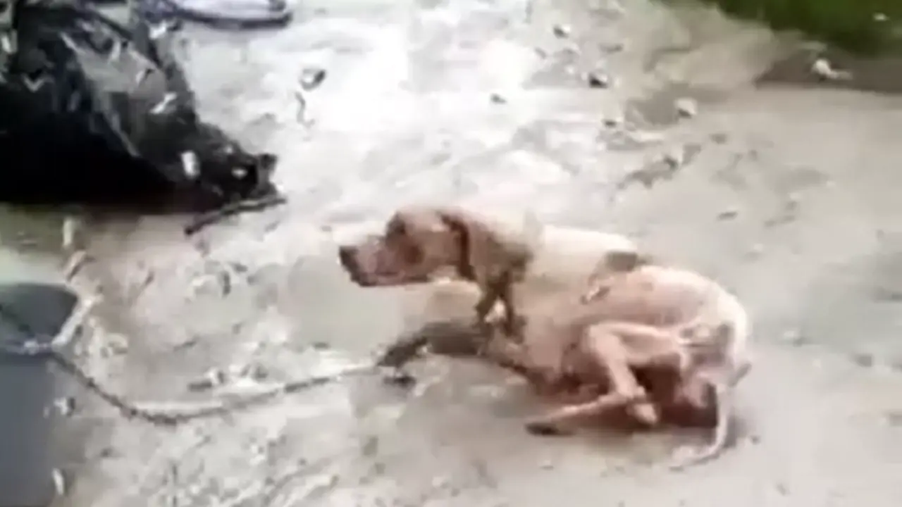 O can maltratado en Ribeira. CEDIDA