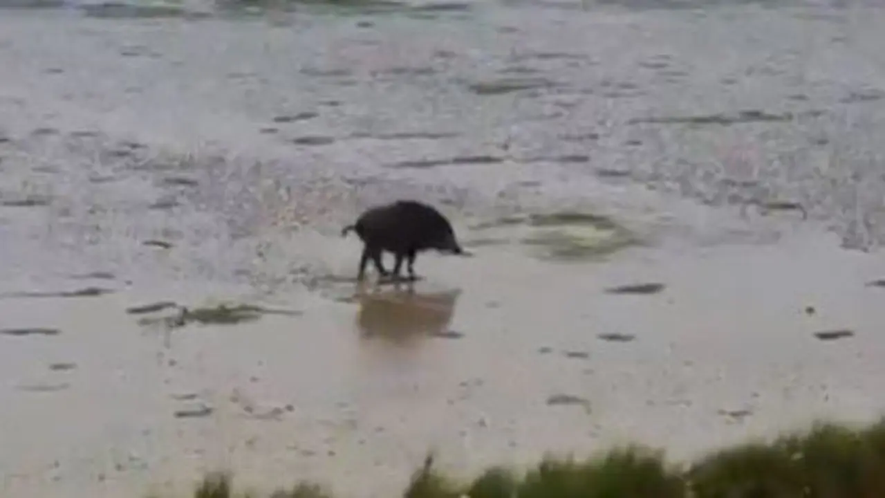 El jabalí atrapado. @PetiscosGalegos. JPG