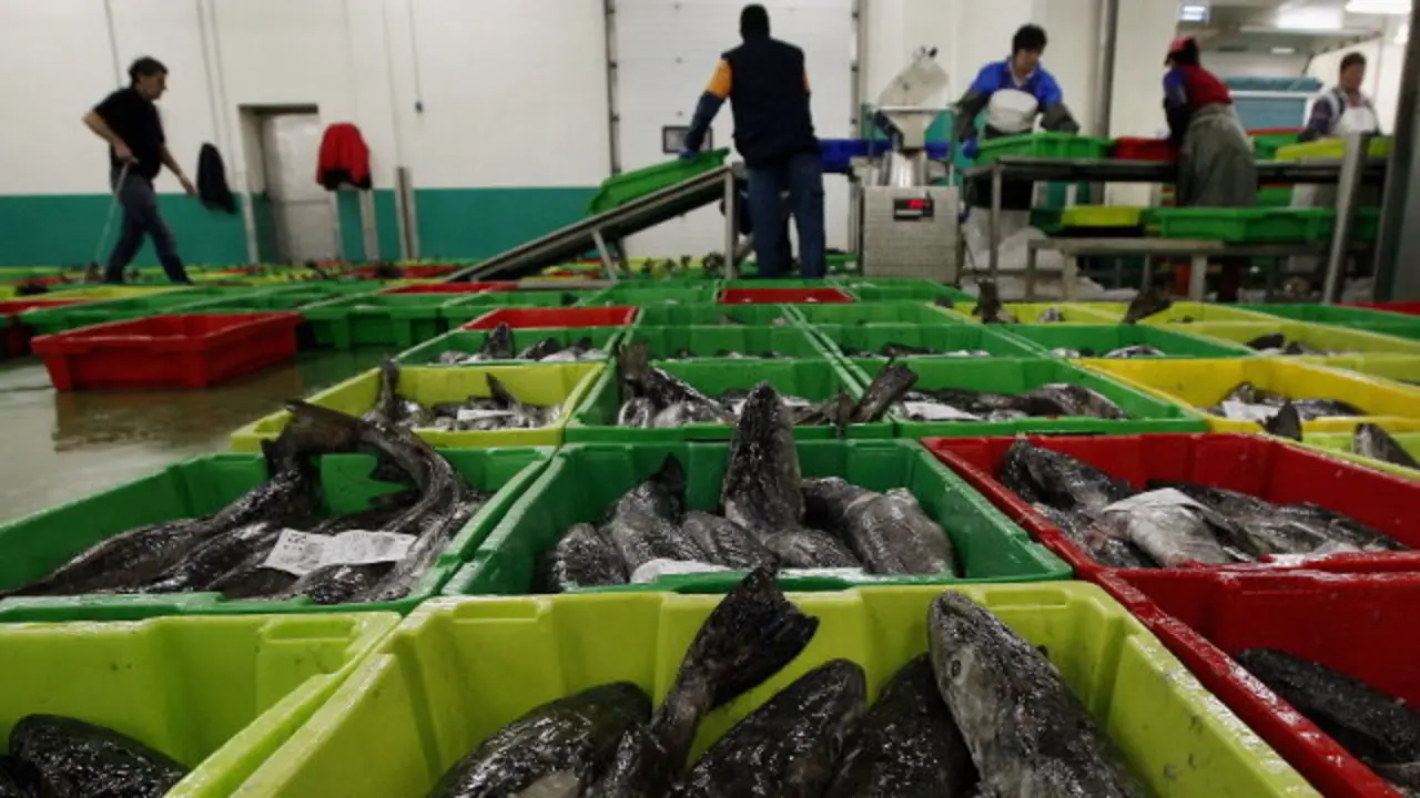 Merluza en la lonja de Burela. ARCHIVO