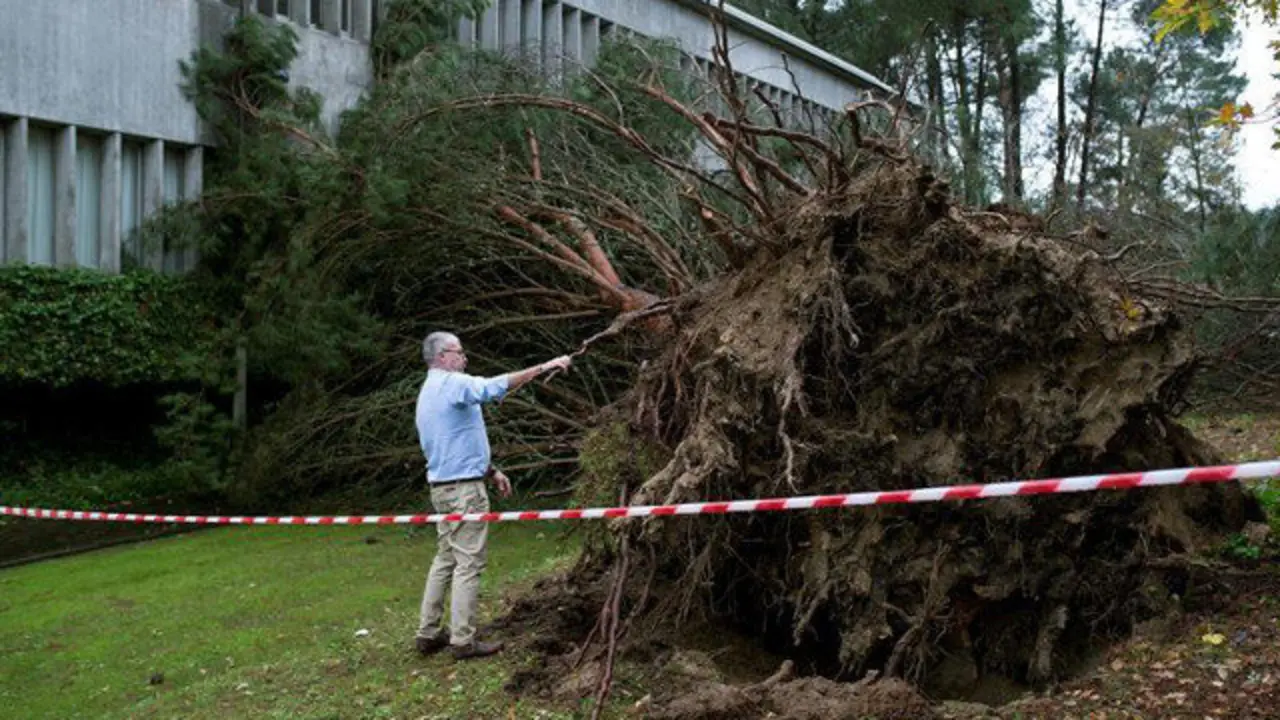 Un árbol caído en la Escuela de Arte Antonio Faílde de Ourense. BRAIS LORENZO