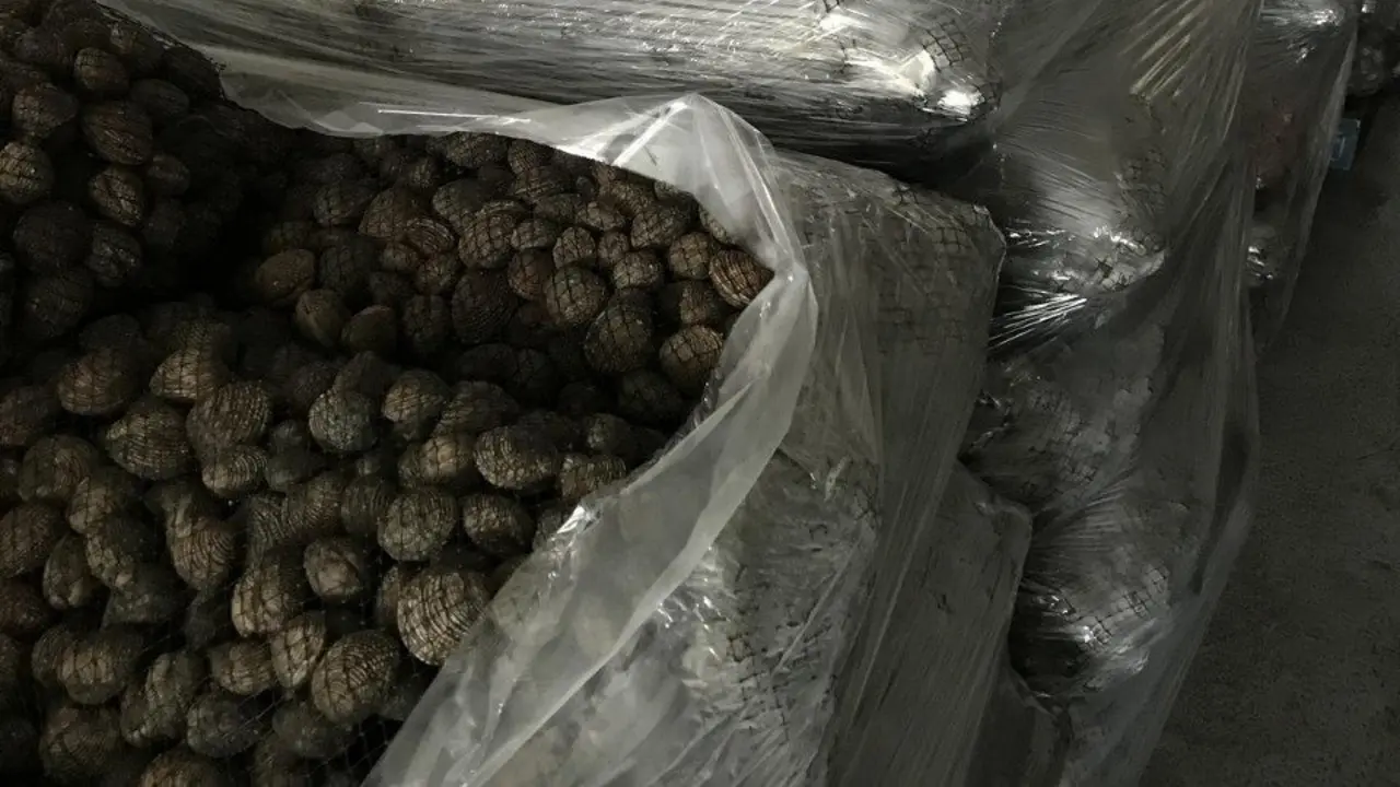 Parte de las almejas incautadas. POLICÍA NACIONAL