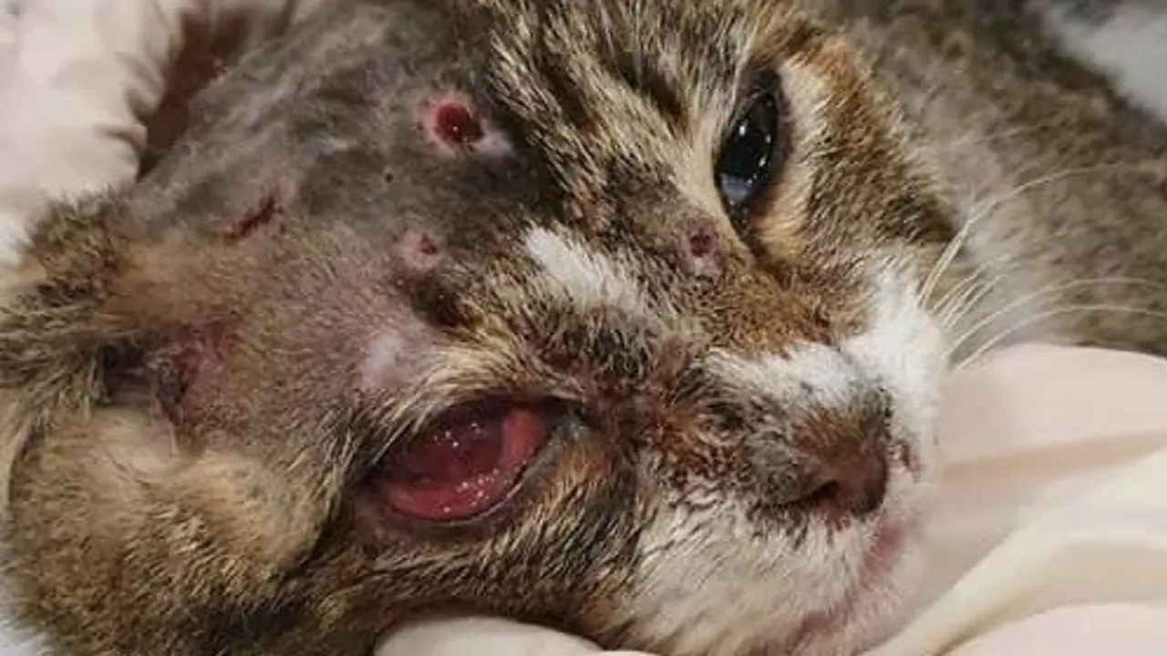 Imagen del gato agredido. DP