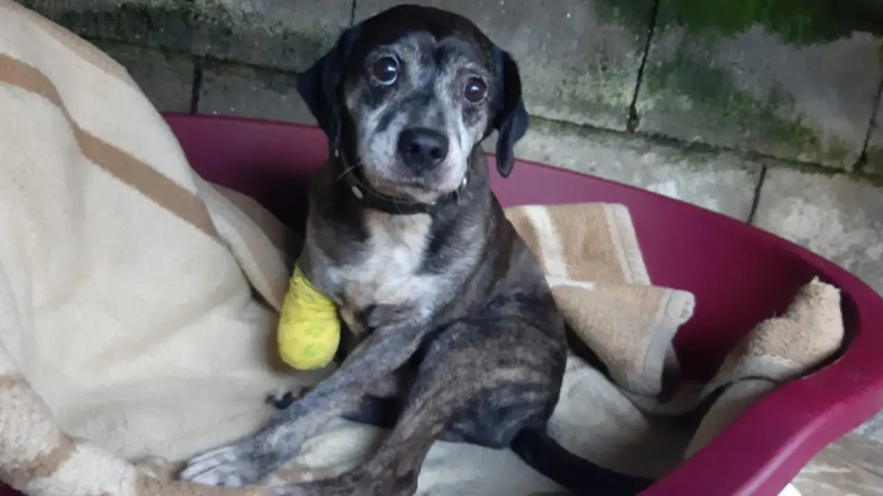 El perro amputado en Moaña por su dueño. DP
