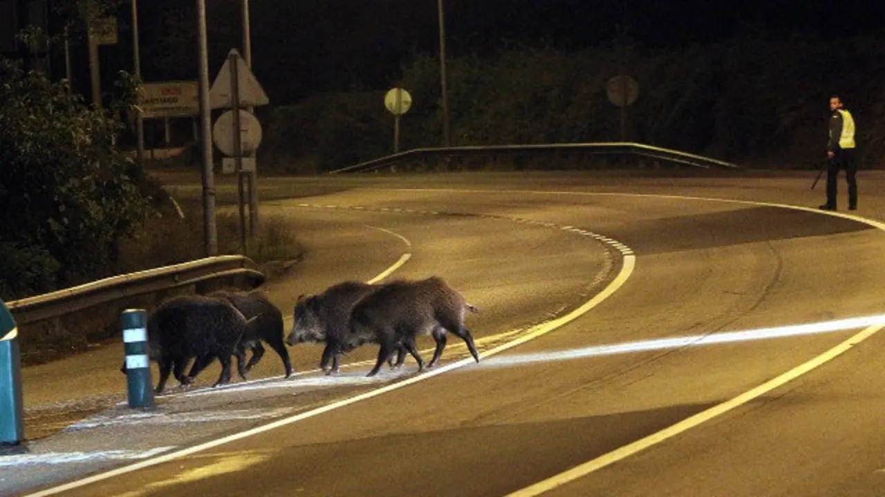 Jabalíes cruzando una carretera. ARCHIVO