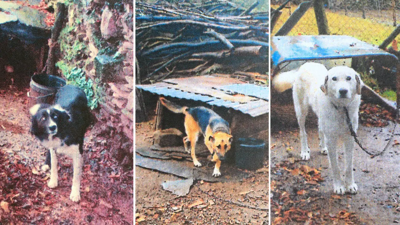 Tres de los perros de Taboada. EP