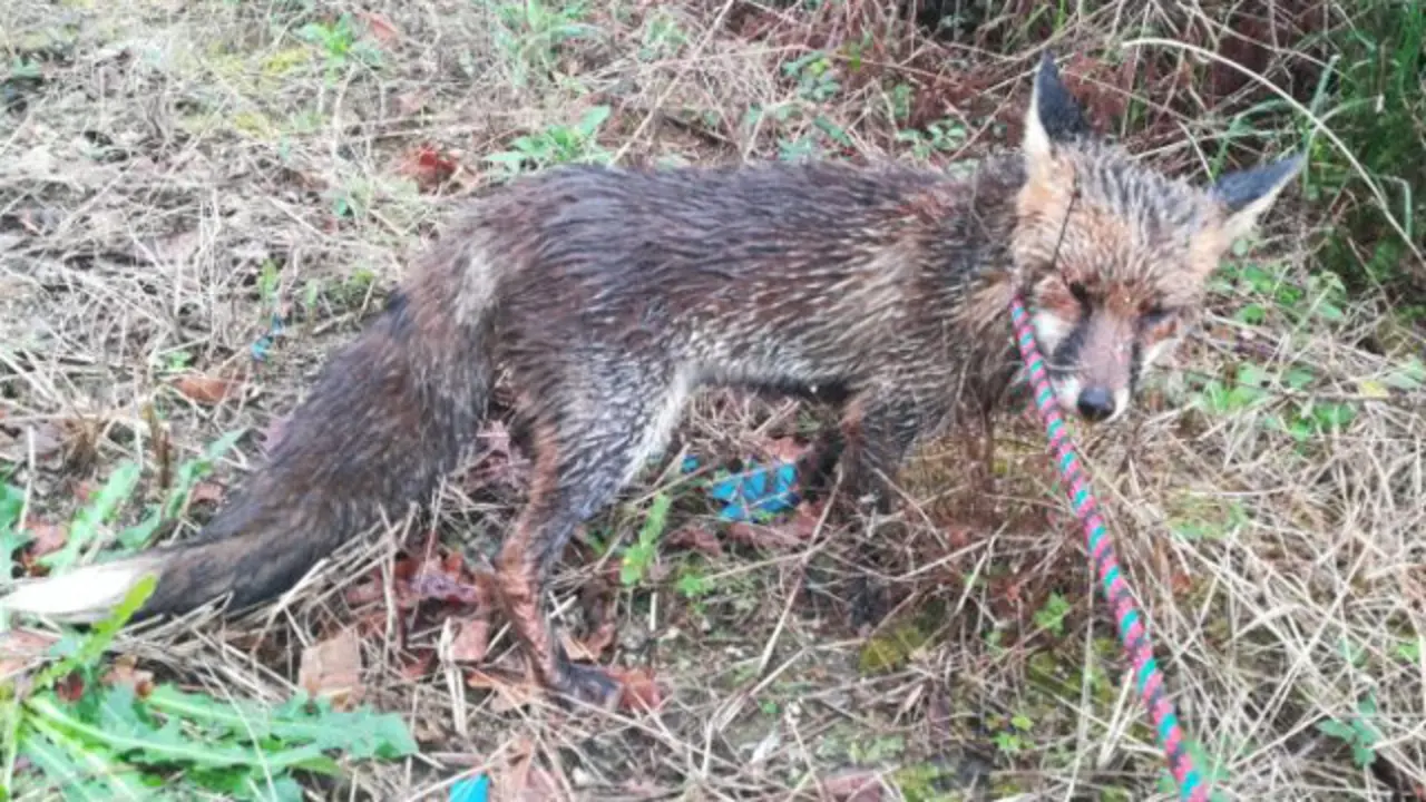 El zorro que deambulaba por Vigo. POLICÍA LOCAL